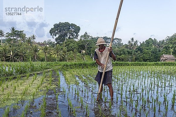 Reisbauer bei der Arbeit auf dem Reisfeld  Bali  Indonesien  Asien