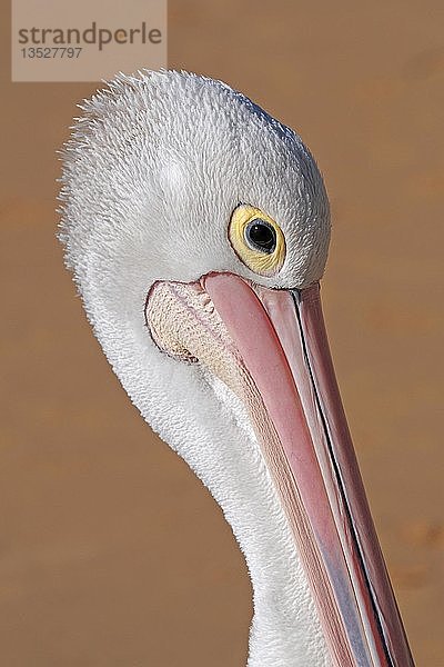 Australischer Pelikan (Pelecanus conspicillatus)  Porträt  Queensland  Australien  Ozeanien