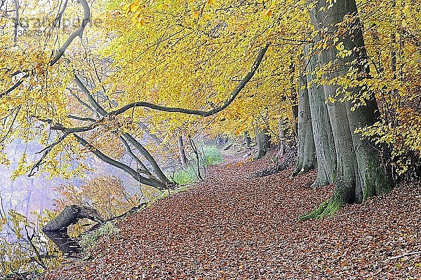 Wanderweg mit herbstlich gefärbten Rotbuchen (Fagus)  Naturpark Märkische Schweiz  Buckow  Brandenburg  Deutschland  Europa