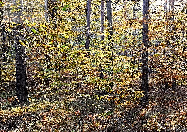 Herbstlich gefärbte Buchen (Fagus)  Naturschutzgebiet Briesetal  Brandenburg  Deutschland  Europa