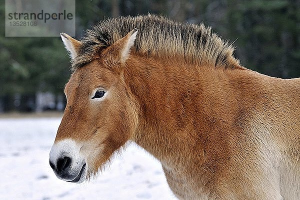 Porträt eines Przewalski-Pferdes (Equus przewalskii)