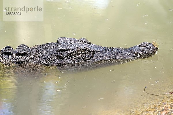 Salzwasser- oder Equodouris-Krokodil (Crocodylus porosus)  Queensland  Australien  Ozeanien