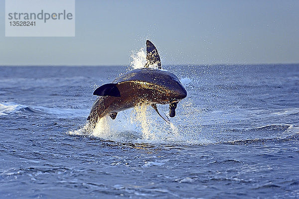 Weißer Hai (Carcharodon carcharias) auf der Jagd nach Beute  Seal Island  Westkap  Südafrika  Afrika