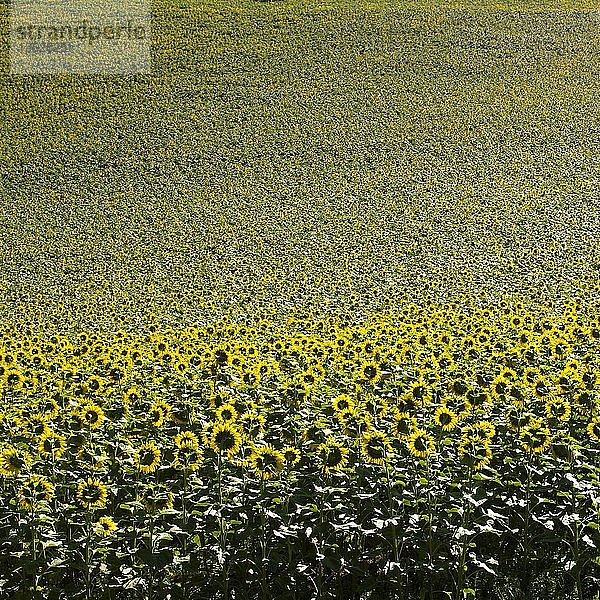 Feld von Sonnenblumen  Hintergrundbild