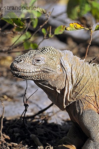 Galapagos-Landleguan (Conolophus subcristatus)  Unterart der Insel Santa Fe  Galapagos-Inseln  UNESCO-Weltnaturerbe  Ecuador  Südamerika