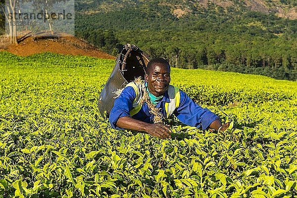 Teepflückerin auf einer Teeplantage am Berg Mulanje  Malawi  Afrika