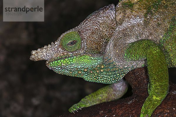 O'Shaughnessy-Chamäleon (Calumma oshaughnessyi)  Männchen  Ranomafana-Nationalpark  in Gefangenschaft  Madagaskar  Afrika