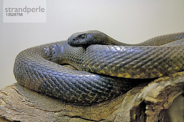 Inland Taipan  Kleine Schuppennatter  Feurige Schlange (Oxyuranus microlepidotus)  die giftigste Schlange der Welt  fast nie fotografiert  Juli 2006  Northern Territory  Australien  Ozeanien