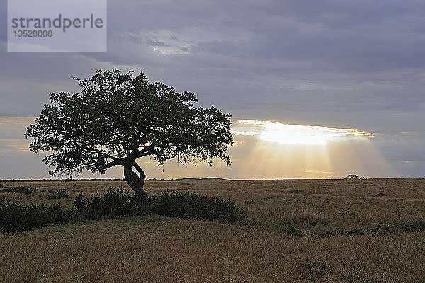 Afrikanischer Würstchenbaum (Kigelia africana Kigelia pinnata)  Gewitterwolken im Hintergrund  Masai Mara National Reserve  Kenia  Afrika