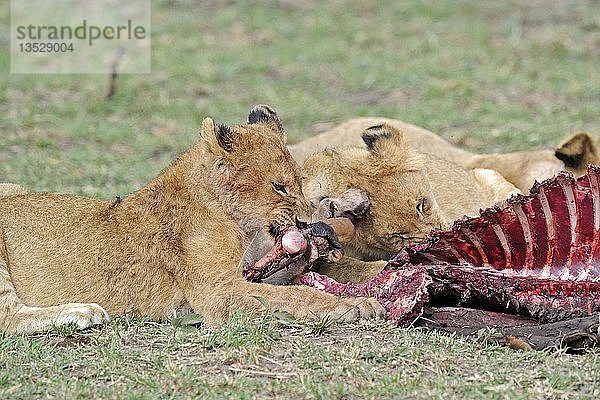 Löwenfamilie (Panthera leo)  die eine Tsessebe (Damaliscus lunatus) frisst  Maasai Mara National Reserve  Kenia  Ostafrika  Afrika