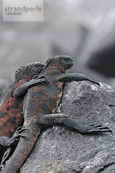 Meeresleguane (Amblyrhynchus cristatus)  Unterart von der Insel Espanola  Galapagos-Inseln  UNESCO-Weltnaturerbe  Ecuador  Südamerika