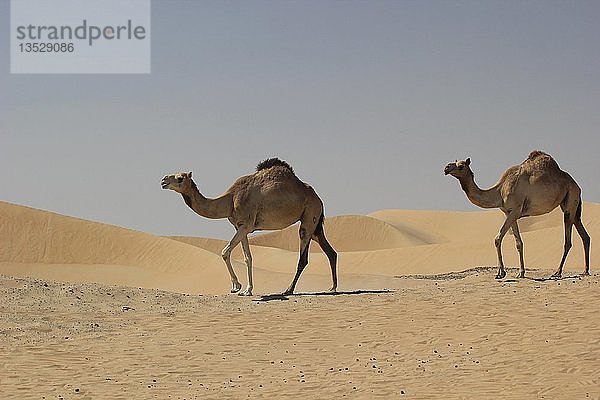 Arabische Kamele oder Dromedare (Camelus dromedarius) in der Wüste auf dem Weg zur Liwa-Oase  Rub al Khali  Emirat Abu Dhabi  Vereinigte Arabische Emirate  Asien