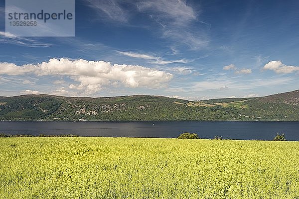 Blick über ein Haferfeld auf Loch Ness  Nordwestliche Highlands  Schottland  Vereinigtes Königreich  Europa