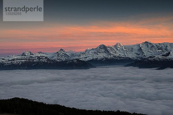 Bergkette Über den Wolken  Blick auf Eiger  Mönch und Junfrau mit Schnee  gesehen vom Niederhorn  Nachleuchten  Kanton Bern  Schweiz  Europa