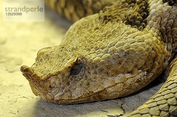 Gehörnte  langnasige oder nasenhörnige Viper (Vipera ammodytes)