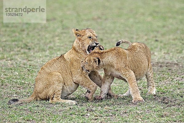 Junge Löwen (Panthera leo)  zusammen spielende Jungtiere  Masai Mara  Kenia  Ostafrika  Afrika