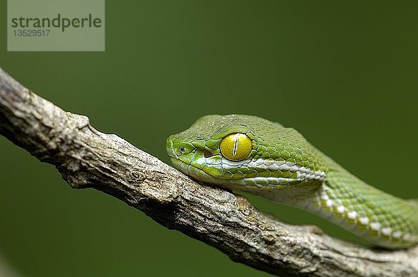 Großäugige Grubenotter (Trimeresurus macrops)  Khao Yai National Park  Thailand  Asien