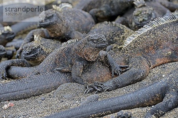 Meeresleguane (Amblyrhynchus cristatus)  Unterart von der Insel Isabela  Galapagos-Inseln  UNESCO-Weltnaturerbe  Ecuador  Südamerika