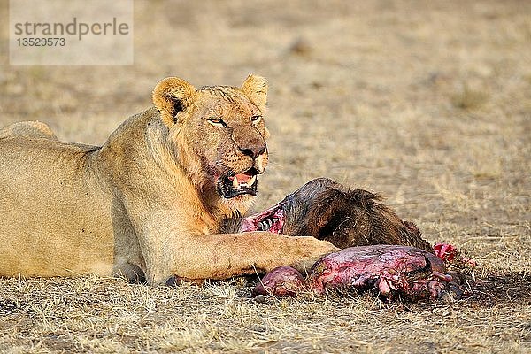 Löwe (Panthera leo)  erwachsenes Weibchen  bei der Fütterung eines Streifengnus (Connochaetes taurinus)  Masai Mara  Kenia  Ostafrika  Afrika