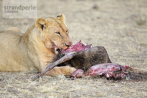 Löwe (Panthera leo)  erwachsenes Weibchen  bei der Fütterung eines Streifengnus (Connochaetes taurinus)  Masai Mara  Kenia  Ostafrika  Afrika