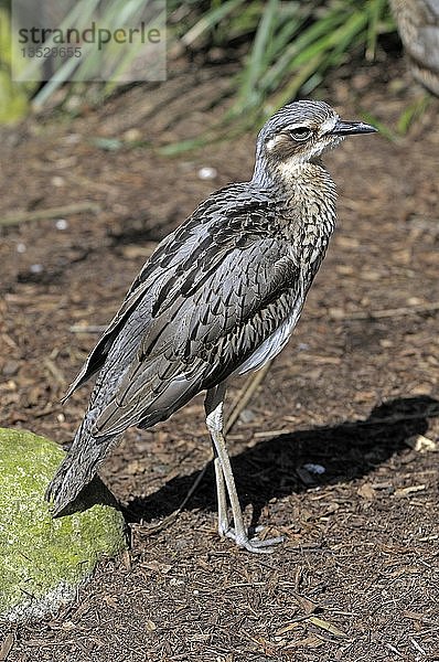 Dornbusch-Trinktangare (Burhinus grallarius)  Queensland  Australien  Ozeanien