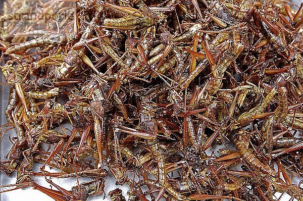 Frittierte Grashüpfer auf dem Chatuchak-Markt in Bangkok  Thailand