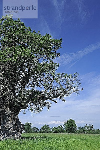 Ca. 600 Jahre alte Eiche (Quercus)  Hessen  Deutschland  Europa