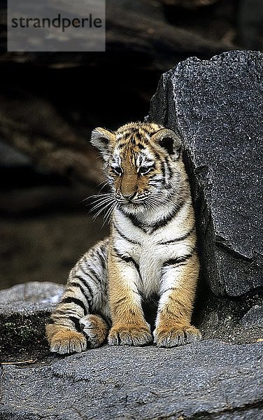 Junger Sibirischer Tiger  Panthera tigris altaica