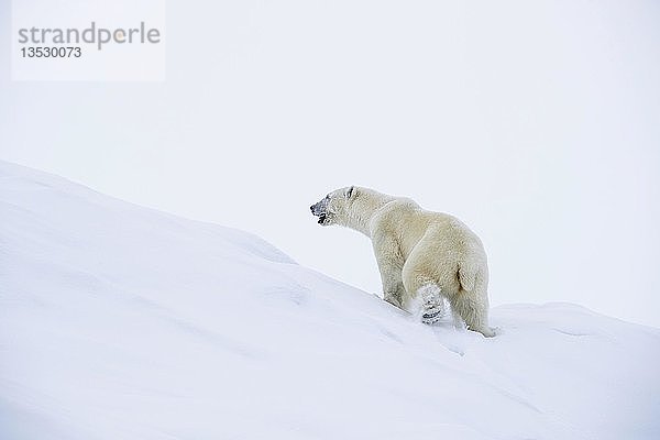Eisbär (Ursus maritimus)  Männchen im Schnee  Unorganized Baffin  Baffininsel  Nunavut  Kanada  Nordamerika