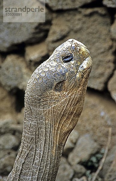 Riesenschildkröte  Geochelone elephantopus  Galapagos