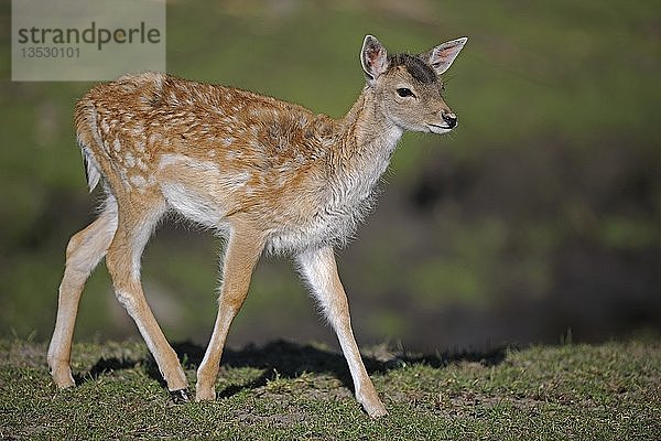 Damhirsch (Dama dama)  Kitz  läuft über eine Wiese auf einer Waldlichtung  Brandenburg  Deutschland  Europa