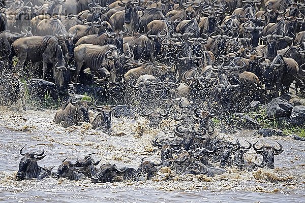 Große Migration  Streifengnu (Connochaetes taurinus)  Gnus beim Überqueren des Mara-Flusses  Masai Mara  Kenia  Afrika
