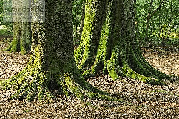 Moosbewachsene Stämme alter Buchen (Fagus)  Naturschutzgebiet Urwald Sababurg  Hessen  Deutschland  Europa