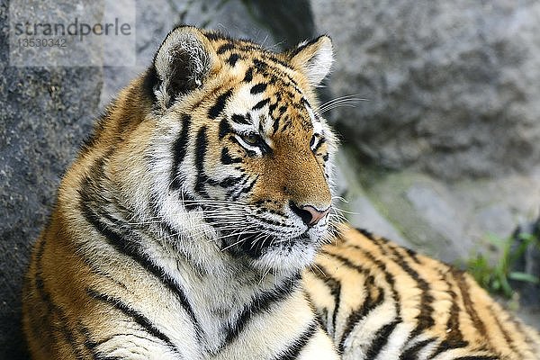 Junger Sibirischer Tiger (Panthera tigris altaica)  in Gefangenschaft