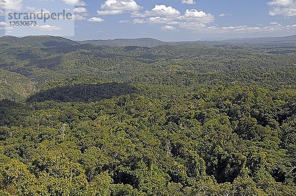 Blick über Primärregenwald  Nord-Queensland  Australien  Ozeanien