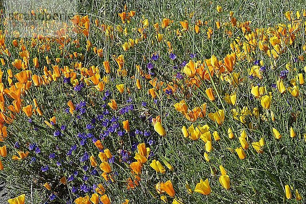 Mohnblumen  Kalifornischer Mohn  Goldmohn (Eschscholzia californica) und Violetter Natternkopf (Echium plantagineum)  Kanarische Inseln  Teneriffa  Spanien  Europa