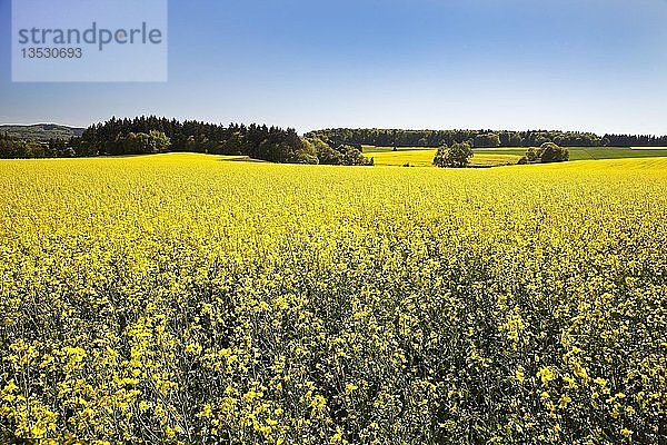 Rapsfeld  Mayen  Eifel  Rheinland Pfalz  Deutschland  Europa