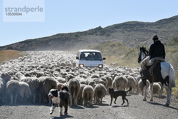 Kleinbus  umgeben von einer riesigen Schafherde  gefahren von einem Gaucho zu Pferd  zwischen Porvenier und Ushuaia  Feuerland  Feuerland  Argentinien  Südamerika