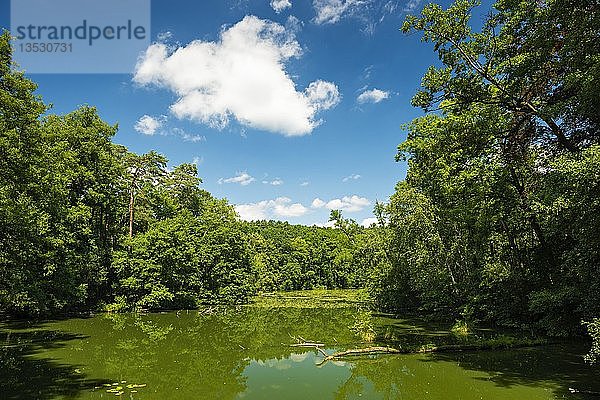 Langer See oder Langer See  umgeben von Urwaldvegetation  Naturpark Schlaubetal  Brandenburg  Deutschland  Europa