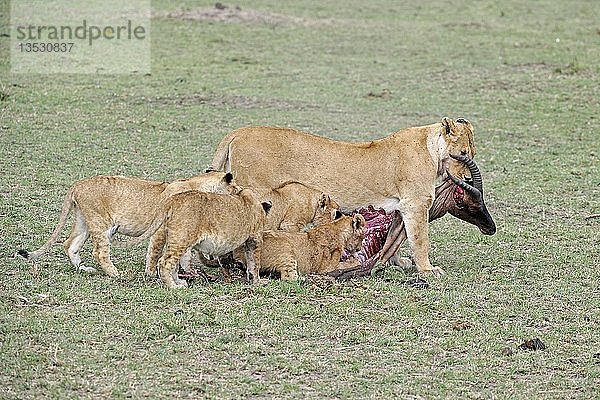 Löwe (Panthera leo)  Löwenfamilie beim Fressen eines erlegten Topi (Damaliscus lunatus)  Masai Mara  Kenia  Ostafrika  Afrika