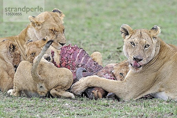 Löwenfamilie (Panthera leo)  die eine Tsessebe (Damaliscus lunatus) frisst  Maasai Mara National Reserve  Kenia  Ostafrika  Afrika