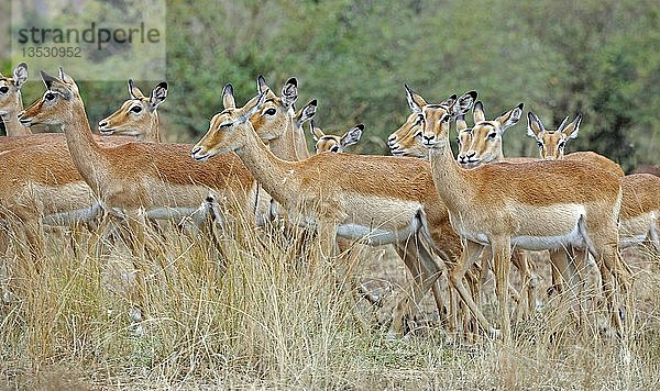 Impala-Antilopen (Aepyceros melampus)  Masai Mara Game Reserve  Kenia  Ostafrika  Afrika