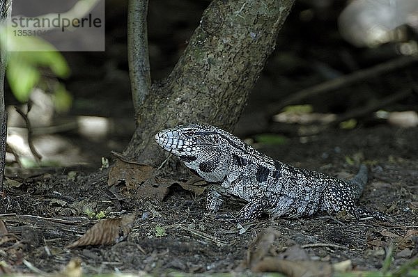 Tubinambis merianae  Pantanal  Brasilien