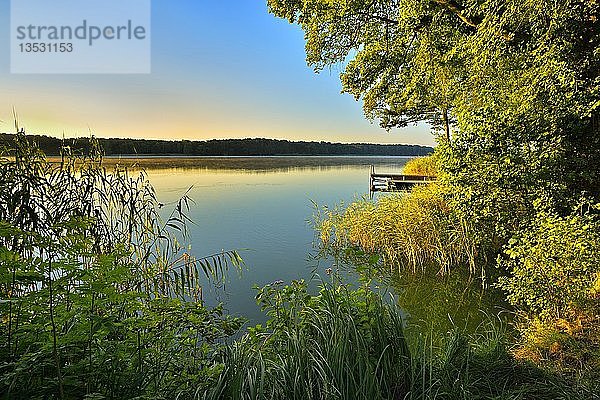 Ufer mit Schilf im Morgenlicht  Großer Müllroser See  Müllrose  Naturpark Schlaubetal  Brandenburg  Deutschland  Europa