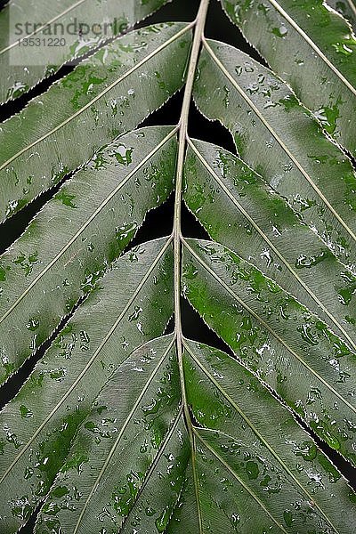 Blatt mit Tautropfen  Riesen-Weinfarn oder Sago-Palme (Stenochlaena tenuifolia)  Südafrika  Afrika