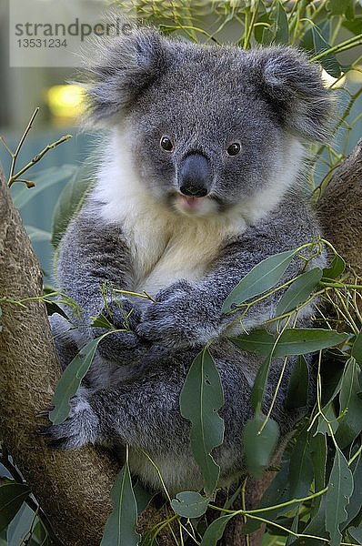 Koala  Phascolarctus cinereus  victoria  Australien  Ozeanien