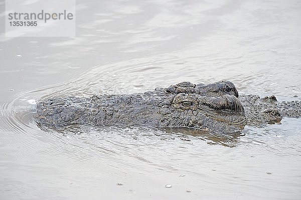 Nilkrokodil oder Gewöhnliches Krokodil (Crocodylus niloticus)  Mara River  Masai Mara  Kenia  Ostafrika  Afrika