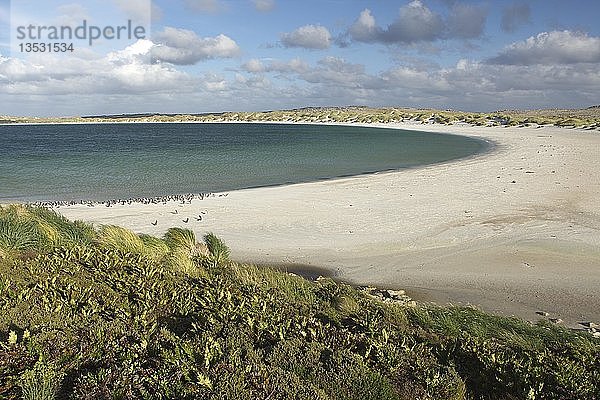 Strand von Stanley  Gypsy Cove  Falklandinseln  Südamerika