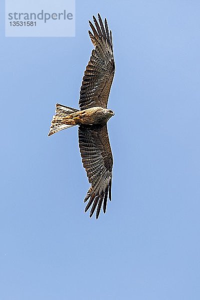 Rotmilan (Milvus milvus)  fliegt in blauem Himmel  Deutschland  Europa