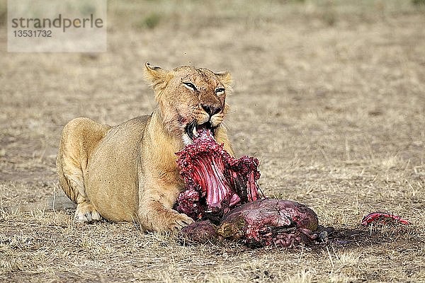 Löwe (Panthera leo) frisst ein gefangenes Gnu (Connochaetes taurinus)  Masai Mara  Kenia  Ostafrika  Afrika